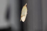 Agapeta hamana