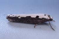 Ethmia bipunctella
