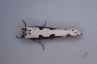 Ethmia bipunctella