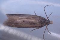Aroga velocella