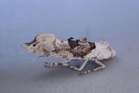 Ypsolopha asperella
