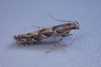 Acrocercops brongniardella