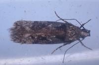 Carpatolechia decorella