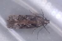 Carpatolechia decorella