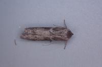Blastobasis glandulella