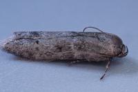 Blastobasis glandulella