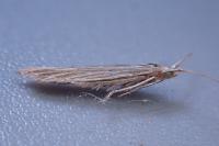 Coleophora therinella