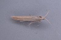 Coleophora therinella