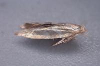 Argyresthia goedartella