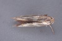 Argyresthia goedartella