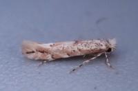 Phyllonorycter sagitella