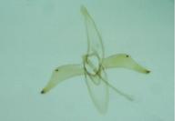 Phyllonorycter sagitella