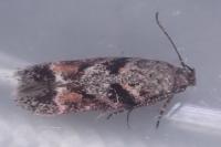 Caryocolum junctellum