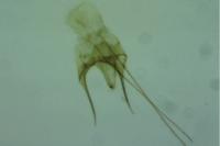 Caryocolum junctellum