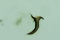Caryocolum junctellum