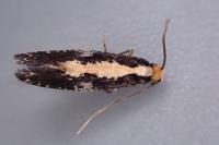Monopis obviella