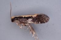 Monopis obviella