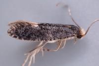 Monopis weaverella