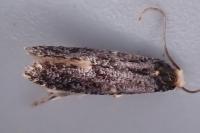 Monopis weaverella