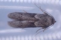 Blastobasis glandulella