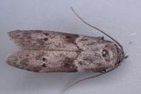 Blastobasis glandulella