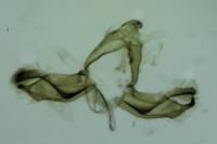 Blastobasis glandulella