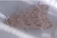 Anacampsis populella
