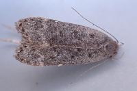 Anacampsis populella