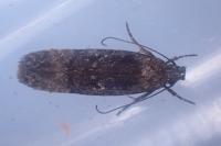 Carpatolechia decorella