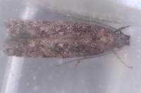Carpatolechia decorella