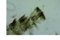 Carpatolechia decorella