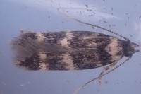 Oegoconia quadripuncta