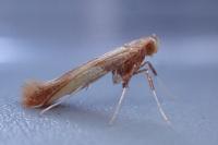 Caloptilia robustella