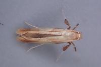 Caloptilia robustella