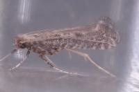 Parornix carpinella
