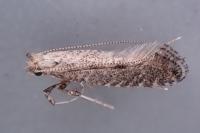 Parornix carpinella