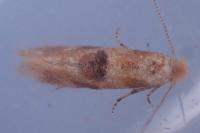 Bucculatrix ulmella