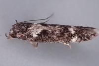 Caryocolum vicinellum