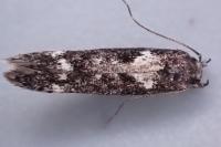 Caryocolum vicinellum