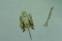 Caryocolum vicinellum