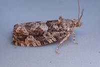 Eudemis profundana