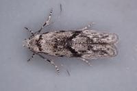 Stenolechia gemmella