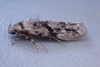 Stenolechia gemmella