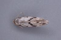 Stenolechia gemmella