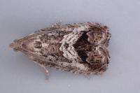 Cydia splendana