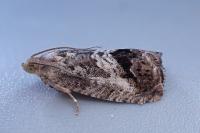 Cydia splendana