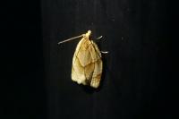 Clepsis rurinana