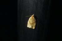 Clepsis rurinana