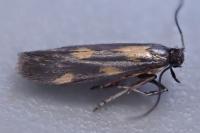 Euspilapteryx auroguttella