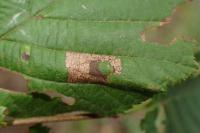 Parornix devoniella